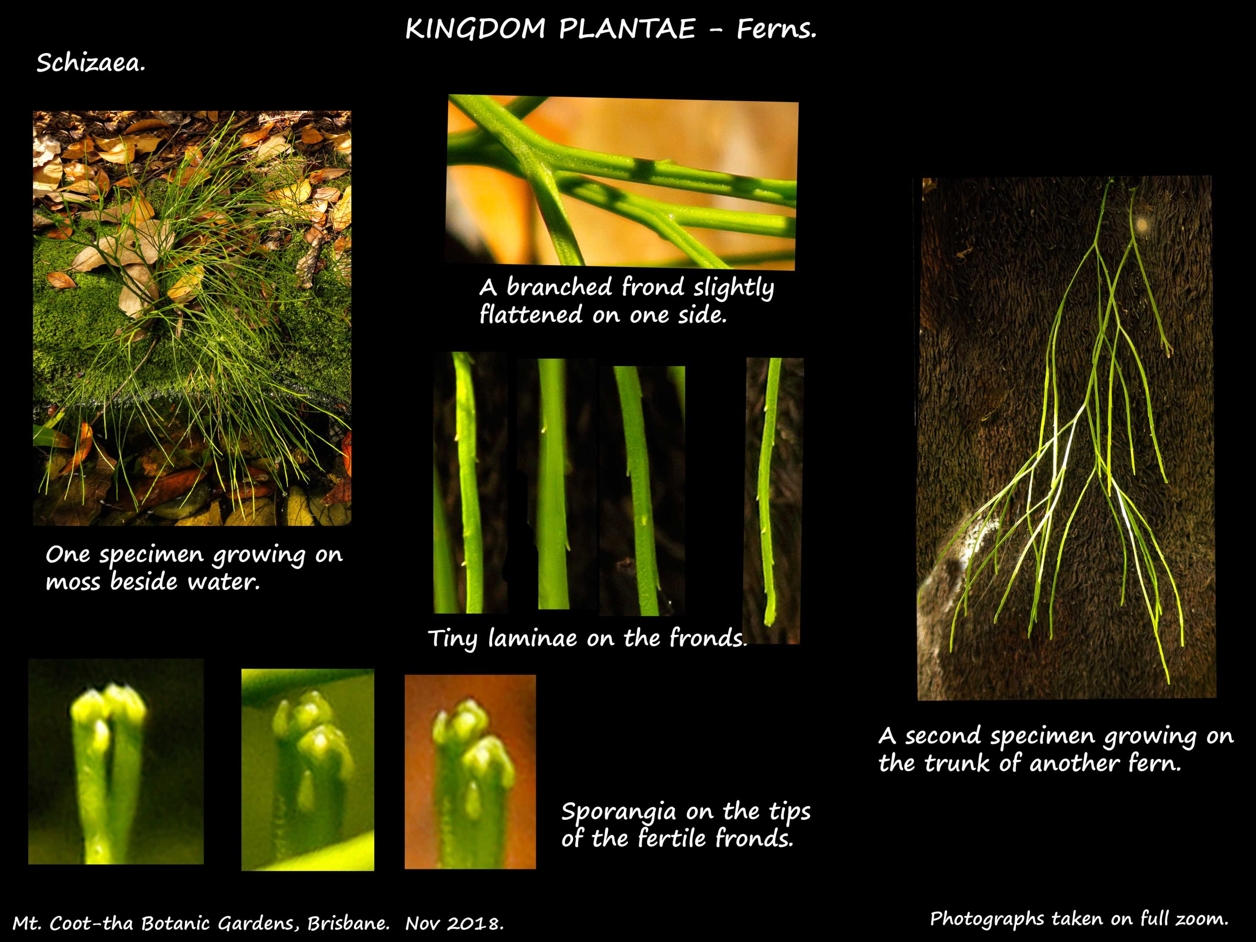 1 Schizaea leaves & sporangia